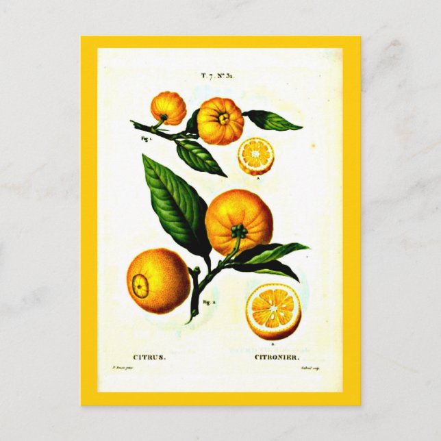 Postcard-Botanicals-Pierre Joseph Redoute 23 Postkarte (Vorderseite)