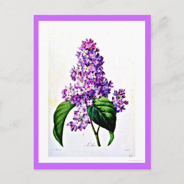 Postcard-Botanicals-Pierre Joseph Redoute 8 Postkarte (Vorderseite)