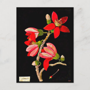 Postcard-Botanische Kunst-Mary-Delany 10 Postkarte