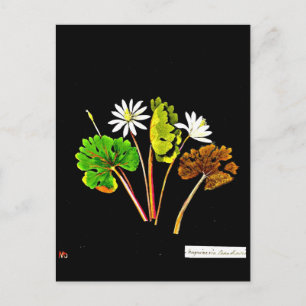 Postcard-Botanische Kunst-Mary-Delany 14 Postkarte