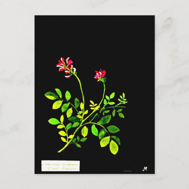 Postcard-Botanische Kunst-Mary-Delany 15 Postkarte (Vorderseite)