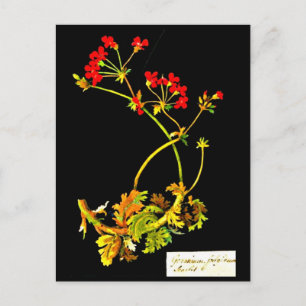 Postcard-Botanische Kunst-Mary-Delany 19 Postkarte