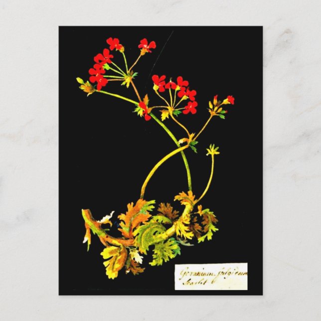 Postcard-Botanische Kunst-Mary-Delany 19 Postkarte (Vorderseite)