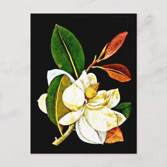 Postcard-Botanische Kunst-Mary-Delany 1 Postkarte (Vorderseite)