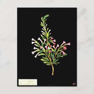 Postcard-Botanische Kunst-Mary-Delany 20 Postkarte