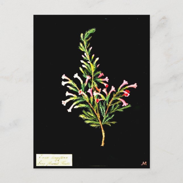 Postcard-Botanische Kunst-Mary-Delany 20 Postkarte (Vorderseite)