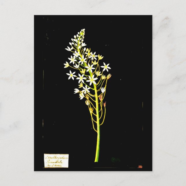 Postcard-Botanische Kunst-Mary-Delany 2 Postkarte (Vorderseite)