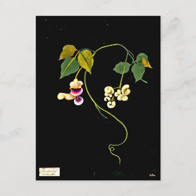 Postcard-Botanische Kunst-Mary-Delany 5 Postkarte (Vorderseite)