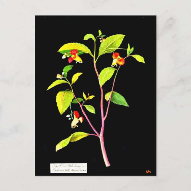 Postcard-Botanische Kunst-Mary-Delany 7 Postkarte (Vorderseite)