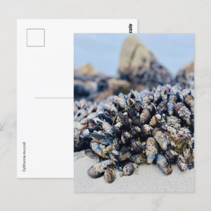 Postcard - California Mussel Postkarte
