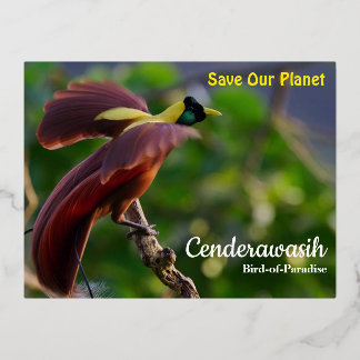 Postcard Cenderawasih Folien Feiertagspostkarte
