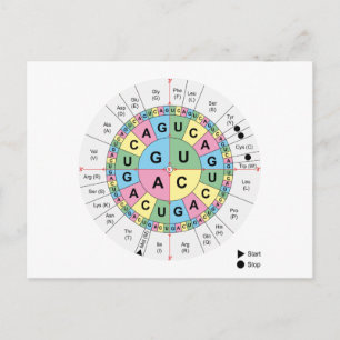 Postcard Codons Amino Acids Chart Genetic Code DNA Postkarte