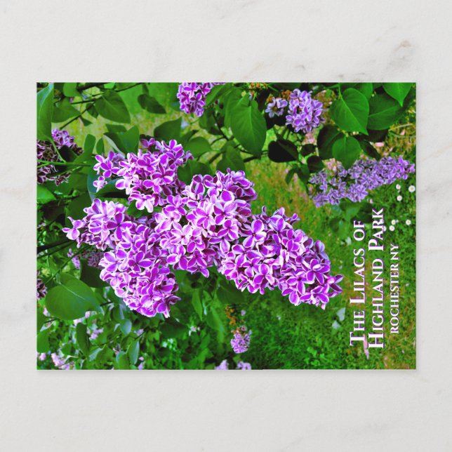 Postcard - Die Lila Lilacs des Highland Park Postkarte (Vorderseite)