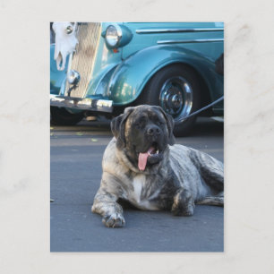 Postcard English Mastiff Postkarte