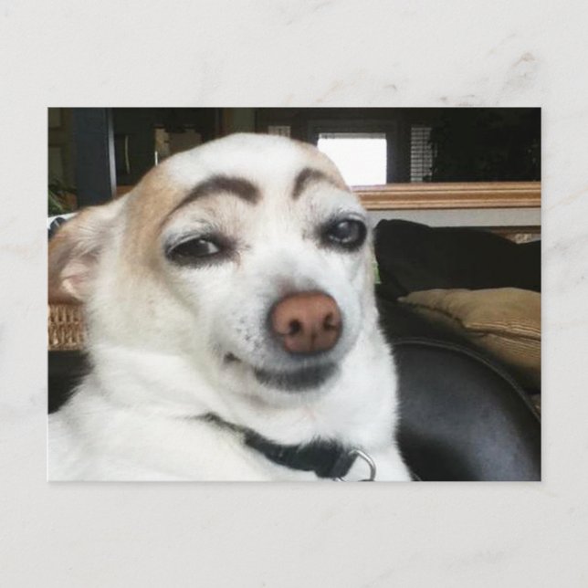 Postcard Eyebrow Dog Meme Postkarte (Vorderseite)