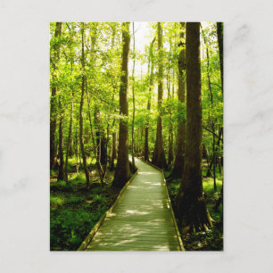 Postcard - Forest Path Postkarte