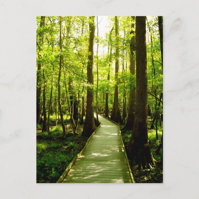 Postcard - Forest Path Postkarte (Vorderseite)