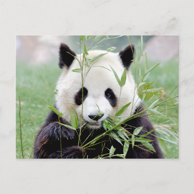 Postcard Foto Riesenpanda, Tiere 0329. Postkarte (Vorderseite)