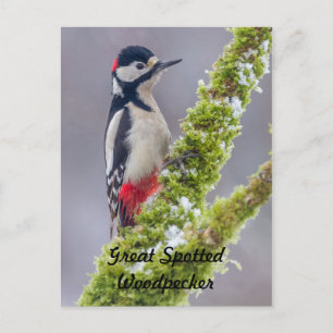 Postcard Großer Gepunkteter Speckerbach-Zweig Postkarte