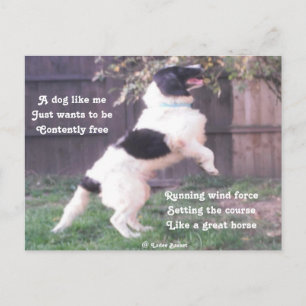 Postcard Hunde Pferdegedicht von Ladee Basset Postkarte