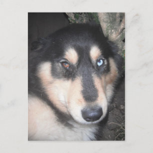Postcard Husky Ein blaues Auge ein braunes Auge Postkarte
