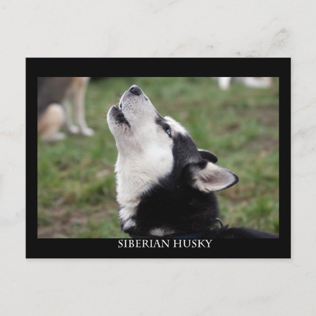 Postcard husky postkarte (Vorderseite)