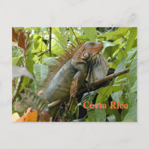 Postcard Iguana Costa Rica Postkarte