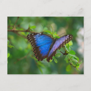 Postcard-Insekten-A Blue Butterfly Postkarte