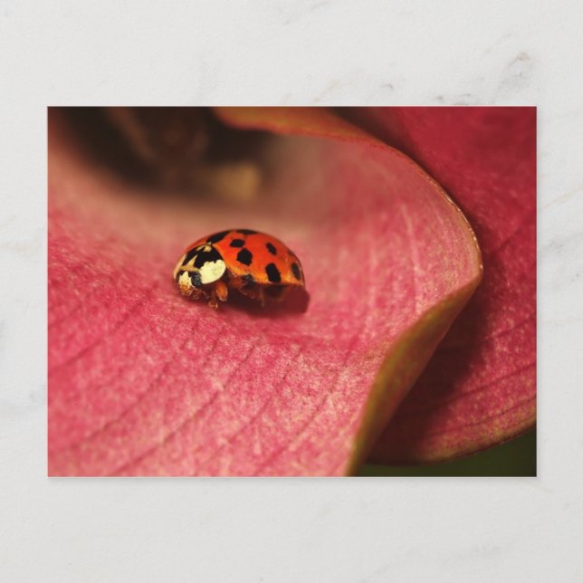 Postcard-Insekten-der Lady-Bug Postkarte (Vorderseite)