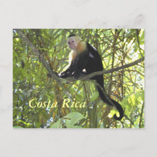 Postcard Kapuzinerkatze Monkey Costa Rica Postkarte
