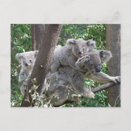 Postcard Koala QLD Australien Postkarte