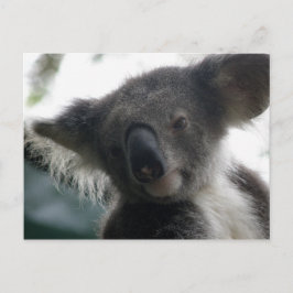 Postcard Koalas QLD Australien Postkarte