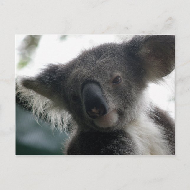 Postcard Koalas QLD Australien Postkarte (Vorderseite)