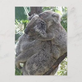 Postcard Koalas QLD Australien Postkarte