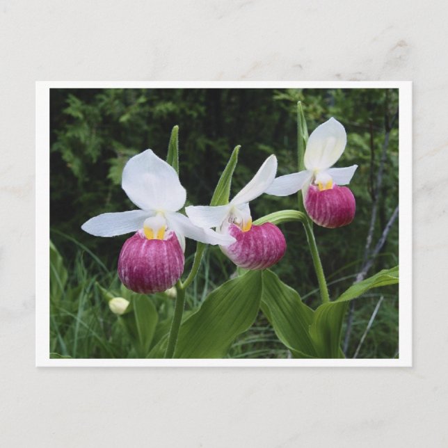 Postcard Lady Slipper Orchid Postkarte (Vorderseite)