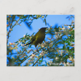 Postcard, Native Bell Bird, Neuseeland Postkarte