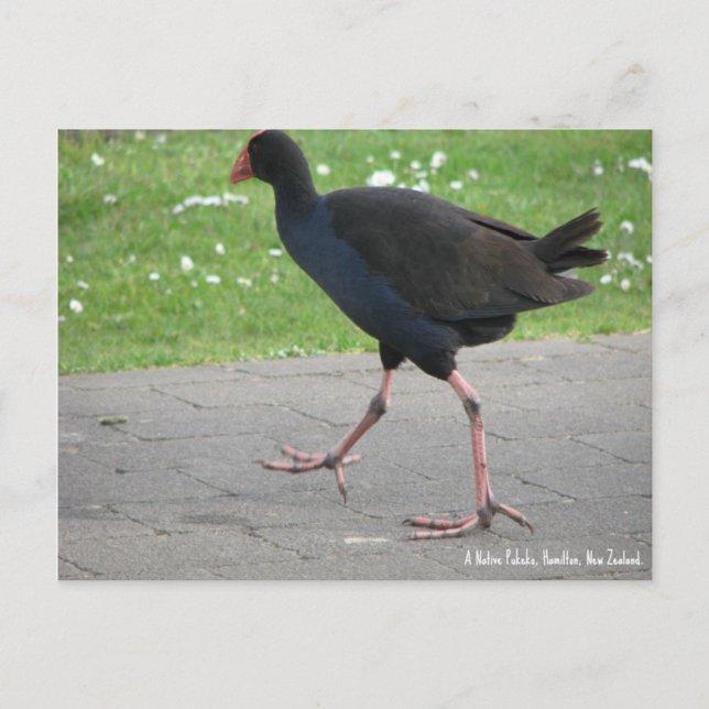 Postcard, Native Pukeko, Hamilton, Neuseeland Postkarte (Vorderseite)