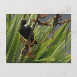 Postcard, Native Tui, Hawkes Bay, Neuseeland Postkarte
