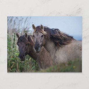 Postcard Nature - Konik Ponies at Oare Marsh Postkarte