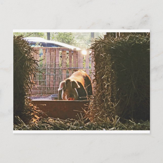 Postcard of Molly the pig. Postkarte (Vorderseite)