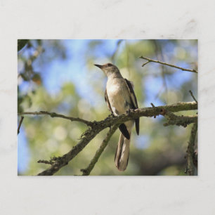 Postcard of Texas State Bird: Mockingbird Postkarte