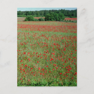 Postcard Poppe Felder aus Gotland Schweden Postkarte