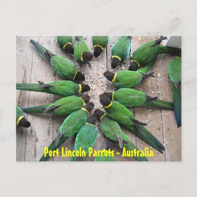 POSTCARD - Port Lincoln Parrots Australien Postkarte (Vorderseite)