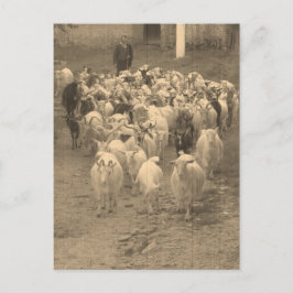 Postcard Postkarte