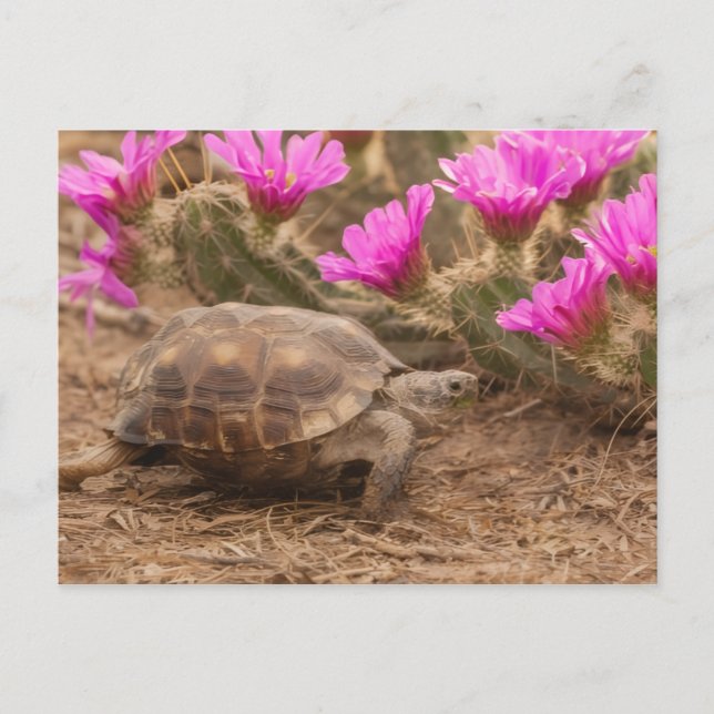 Postcard Postkarte (Vorderseite)