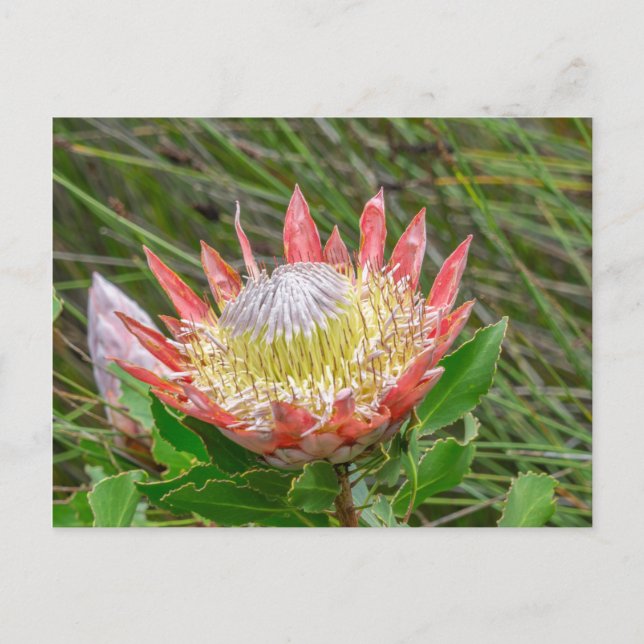 Postcard - Schöne Protea in Kapstadt Postkarte (Vorderseite)