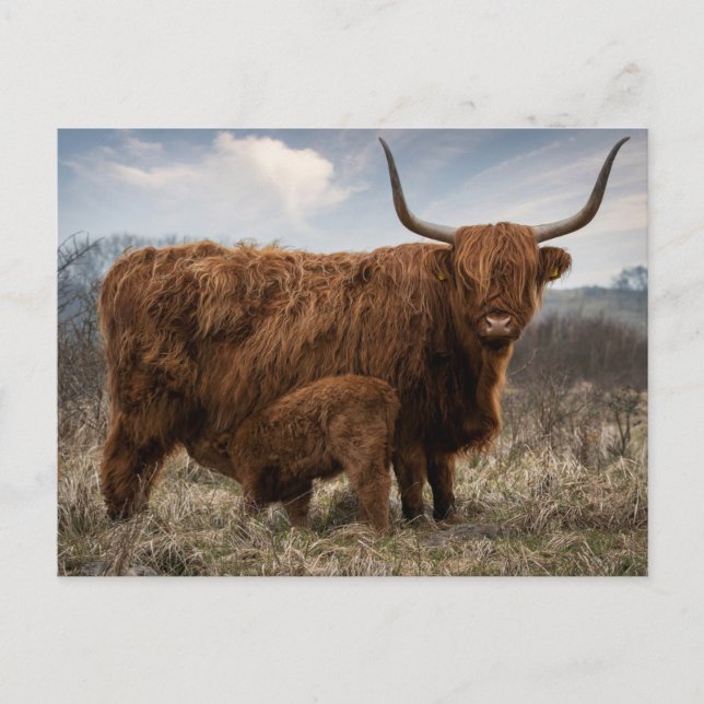 Postcard Schotse Hooglander met kalf Postkarte (Vorderseite)