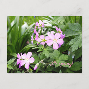 Postcard Spring Flowers Wild Geraniums Garden Postkarte