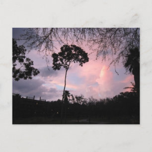 Postcard: Sunset World Florida Postkarte