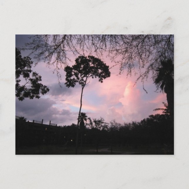 Postcard: Sunset World Florida Postkarte (Vorderseite)